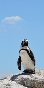 Sky,Shadow,Animals,Stones,Penguin