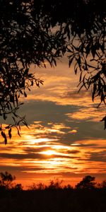 Sky,Shadows,Sunset,Dark,Leaves