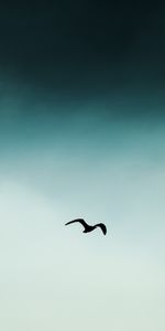 Sky,Silhouette,Bird,Flight,Minimalism