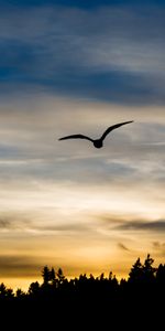 Sky,Silhouette,Bird,Flight,Sunset,Dark,Wings