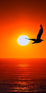 Mer,Oiseau,Sky,Sun,Silhouette,Animaux