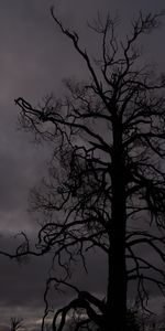 Bois,Arbre,Texture,Sky,Silhouette,Textures,Branches