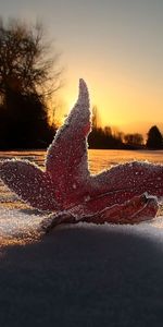 Sky,Snow,Macro,Shine,Light,Evening,Frost,Sheet,Leaf