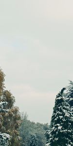 Naturaleza,Árboles,Cielo,Nieve