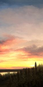 Sky,Spruce,Fir,Nature,Sunset,Forest