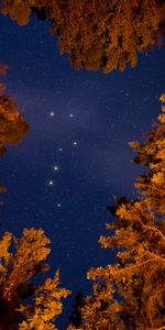 Sky,Starry Sky,Bottom View,Nature,Trees,Stars,Night