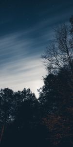 Arbres,Sky,Nuit,Etoiles,Sombre