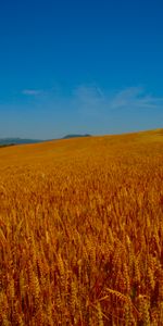 Naturaleza,Cielo,Campo,Espigas,Verano,Orejas