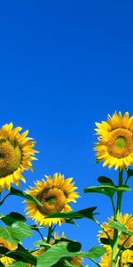 Soleado,Flores,Cielo,Verano,Campo,Girasoles