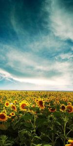 Sky,Summer,Field,Nature,Clouds,Sunflowers