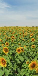 Flores,Árboles,Cielo,Campo,Lote,Mucho,Verano,Girasoles