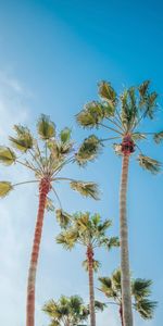 Sky,Summer,Palms,Tropics,Nature