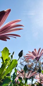 Sky,Summer,Shine,Flowers,Light