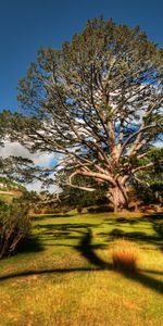 Cielo,Nubes,Arbusto,Brillar,Luz,Sombra,Claro,Ya Veo,Naturaleza,Sol,Verano,Madera,Árbol