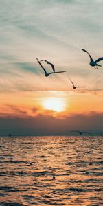 Sky,Sun,Horizon,Sea,Nature,Bird