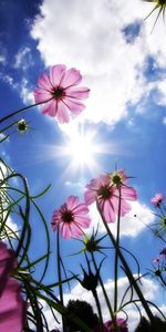 Sky,Sun,Plants,Flowers