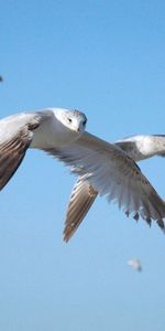 Animales,Cielo,Vuelo,Ola,Barrer,Halcón