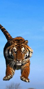 Sky,Tail,Paws,Animals,Tiger,Bounce,Jump