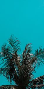 Sky,Top,Palm,Branches,Nature,Leaves