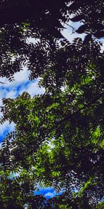 Sky,Tree,Branches,Nature,Wood,Leaves