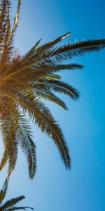 Sky,Tree,Palm,Branches,Sunlight,Nature,Wood,Tropics