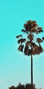 Sky,Tree,Palm,Wood,Tropics,Nature