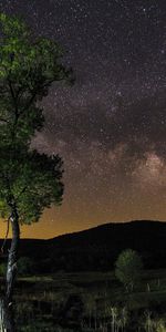 Sky,Tree,Stars,Wood,Nature,Night