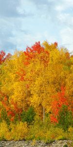 Bouleaux,Mangé,Ate,Variété,La Diversité,Sky,Couleur,Nuances,Nature,Arbres,Lunettes De Soleil,Couleurs,Automne