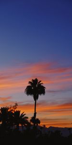 Sky,Tropical,Nature,Sunset,Palms