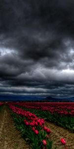 Sky,Tulips,Clouds,Field,Flowers,Dark