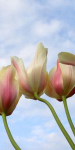 Sky,Tulips,Drops,Flowers,Background