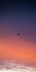 Sky,Crépuscule,Oiseau,Minimalisme