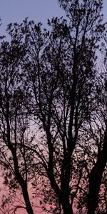 Bois,Arbre,Branches,Sky,Crépuscule,Sombre