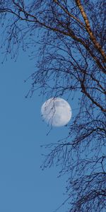 Naturaleza,Cielo,Crepúsculo,Madera,Árbol,Sucursales,Ramas,Oscuridad,Luna