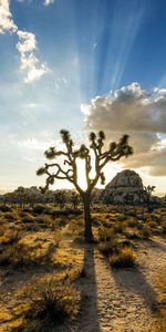 Cielo,Parque Joshua Three,Parque Josué Tres,Naturaleza,Estados Unidos,Ee Uu,Plantas