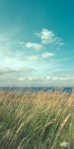 Sky,Wind,Ear,Nature