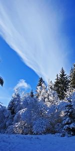 Hiver,Neige,Forêt,Nature,Sky