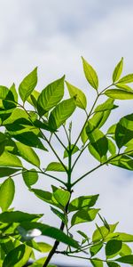 Naturaleza,Cielo,Hojas,Madera,Rama,Árbol