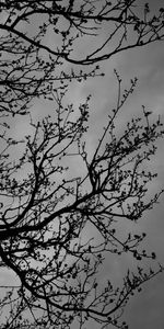 Sky,Wood,Tree,Branches,Bw,Dark,Chb