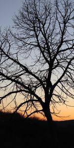 Bois,Arbre,Branches,Sky,Sombre