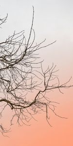 Sky,Wood,Tree,Branches,Minimalism