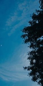 Sky,Wood,Tree,Branches,Nature,Moon