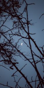 Naturaleza,Cielo,Madera,Sucursales,Ramas,Puesta Del Sol,Árbol,Luna