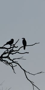 Sky,Wood,Tree,Branches,Snag,Nature,Birds