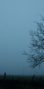 Sky,Wood,Tree,Fog,Branches,Nature