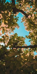 Sky,Wood,Tree,Krone,Crown,Branches,Nature,Leaves