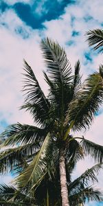 Feuilles,Bois,Nature,Sky,Arbre,Palms