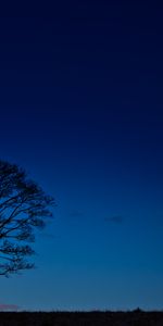 Cielo,Noche,Horizonte,Madera,Oscuro,Árbol