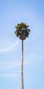 Sky,Wood,Tree,Palm,Nature,Leaves