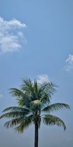 Sky,Wood,Tree,Palm,Nature,Leaves